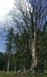 Stump removal south devon tree surveying